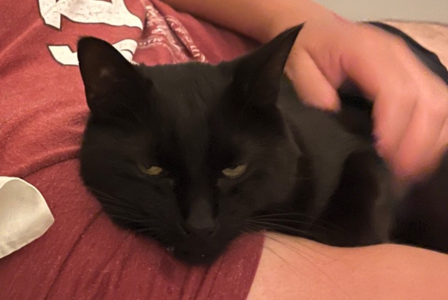 Vermisstmeldung Katze Männliche , 6 jahre Les Mathes Frankreich