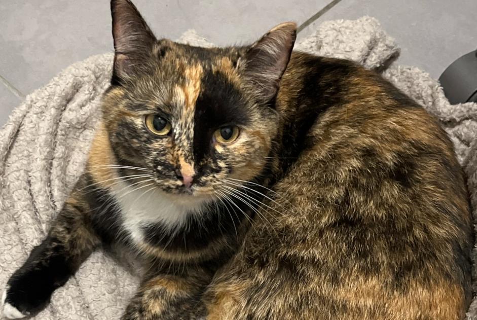 Vermisstmeldung Katze rassenmischung  Weiblich , 2 jahre Orléans Frankreich