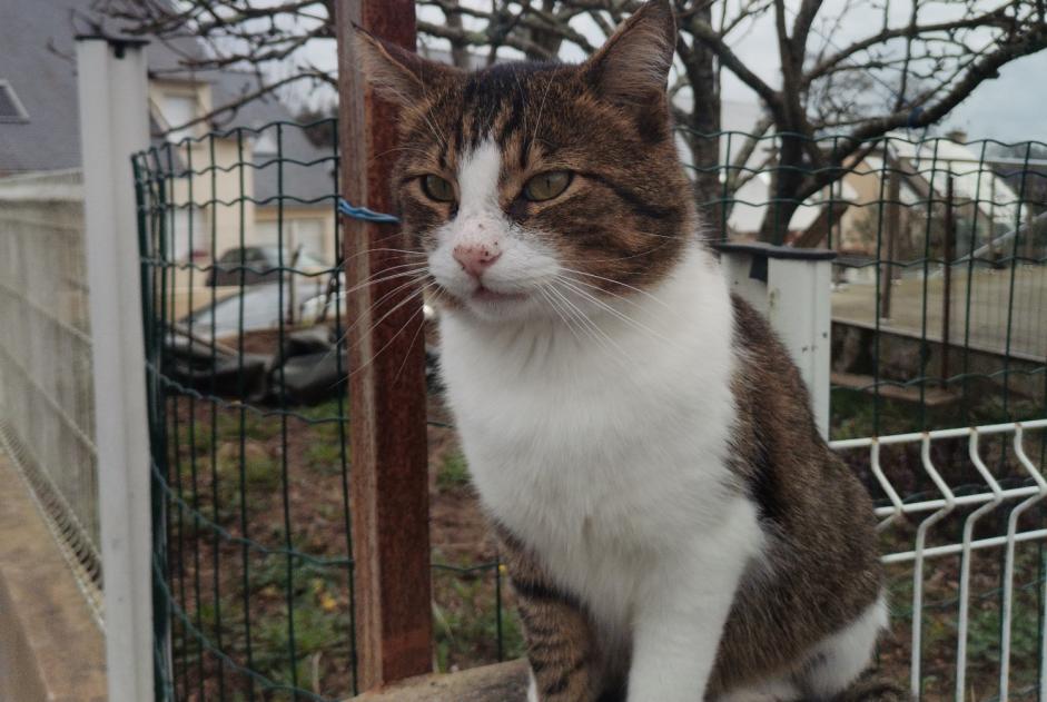 Vermisstmeldung Katze  Männliche , 10 jahre Monterblanc Frankreich
