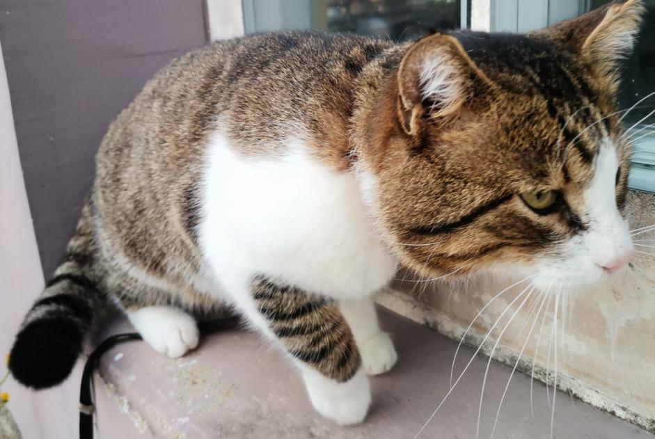 Vermisstmeldung Katze  Männliche , 10 jahre Monterblanc Frankreich