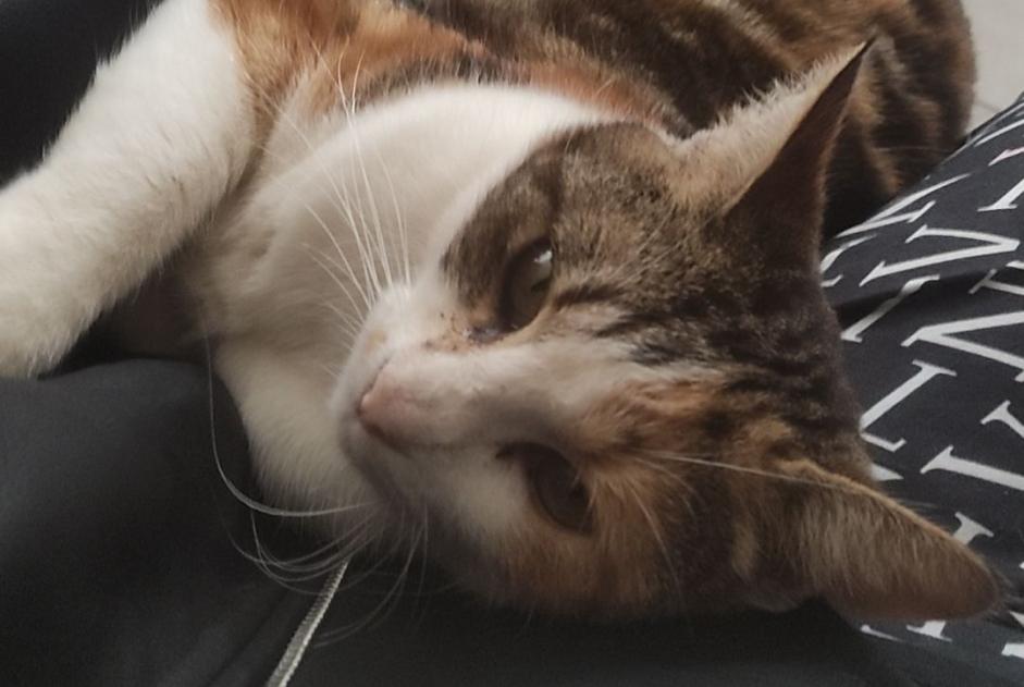 Vermisstmeldung Katze Weiblich , 3 jahre Montech Frankreich