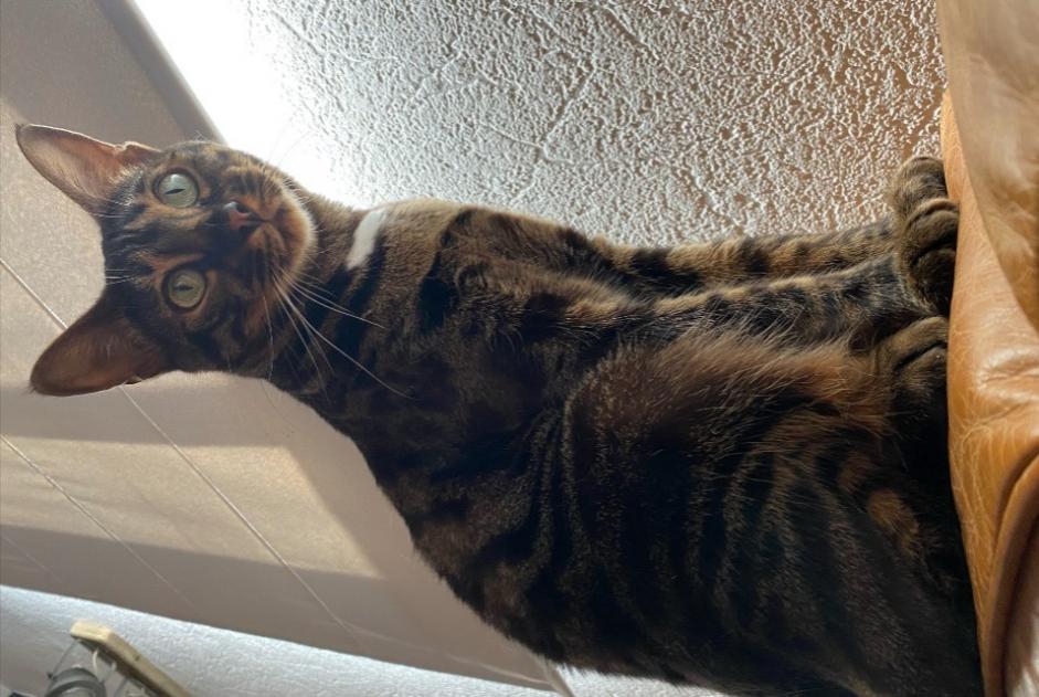 Vermisstmeldung Katze  Weiblich , 3 jahre Limoges Frankreich