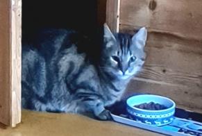Fundmeldung Katze Weiblich Saint-Sixt Frankreich