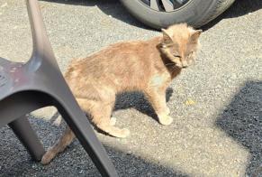 Fundmeldung Katze Weiblich Legé Frankreich