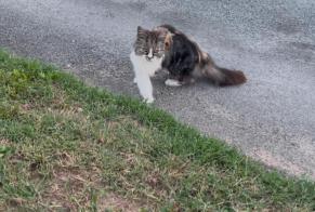 Fundmeldung Katze Weiblich Fourques-sur-Garonne Frankreich