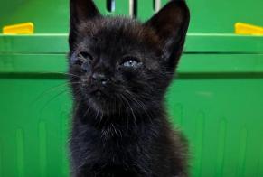 Fundmeldung Katze Weiblich Lamastre Frankreich