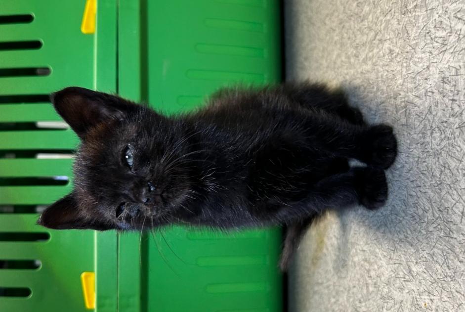 Fundmeldung Katze Weiblich Lamastre Frankreich
