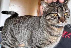 Vermisstmeldung Katze Weiblich , 2 jahre Castres Frankreich