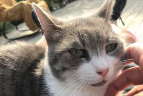 Vermisstmeldung Katze  Weiblich , 9 jahre Folgensbourg Frankreich