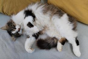Vermisstmeldung Katze rassenmischung  Männliche , 4 jahre Lanester Frankreich