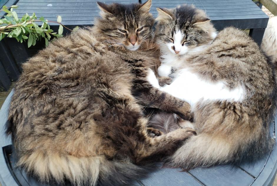 Vermisstmeldung Katze rassenmischung  Männliche , 4 jahre Lanester Frankreich