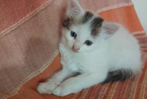 Fundmeldung Katze Unbekannt Lombez Frankreich