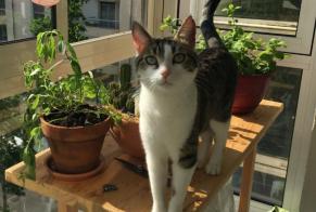 Vermisstmeldung Katze Weiblich , 5 jahre Saint-Germain-Nuelles Frankreich
