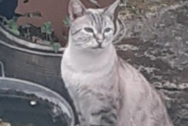 Fundmeldung Katze Männliche Sarre-Union Frankreich
