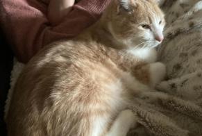 Vermisstmeldung Katze rassenmischung  Männliche , 3 jahre Charézier Frankreich