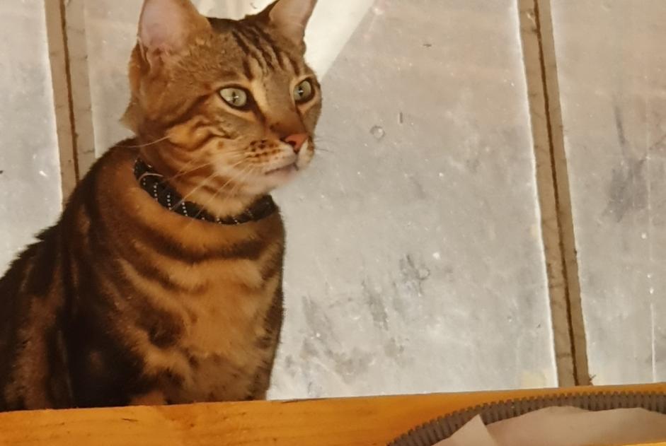 Fundmeldung Katze  Unbekannt Gaillan-en-Médoc Frankreich