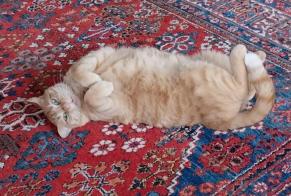 Vermisstmeldung Katze rassenmischung  Männliche , 5 jahre Molsheim Frankreich