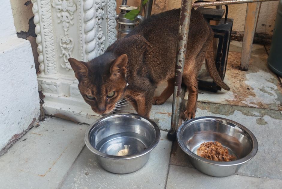 Fundmeldung Katze  Weiblich Bastia Frankreich