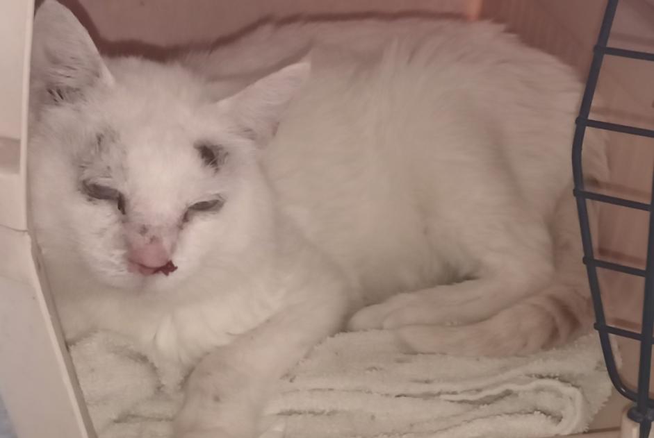 Fundmeldung Katze Männliche , 5 Jahre Le Barp Frankreich