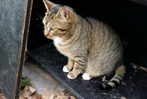 Disappearance alert Cat Européen Male , 7 years Mennecy France