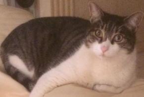Disappearance alert Cat Male , 13 years Mougins France