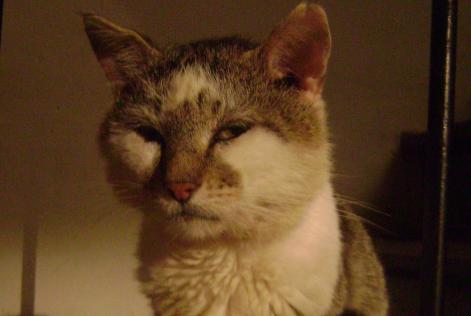 Disappearance alert Cat Male , 15 years Magnat-l'Étrange France