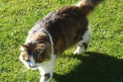 Disappearance alert Cat miscegenation  Male , 19 years Les Fontenelles France