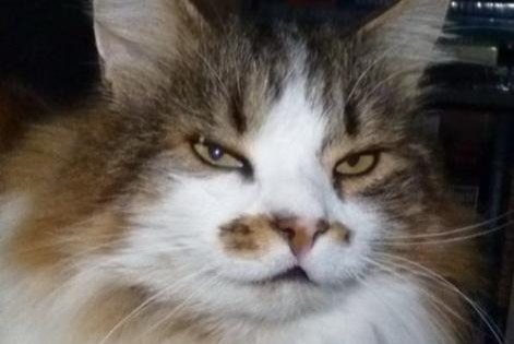 Disappearance alert Cat miscegenation  Male , 19 years Les Fontenelles France