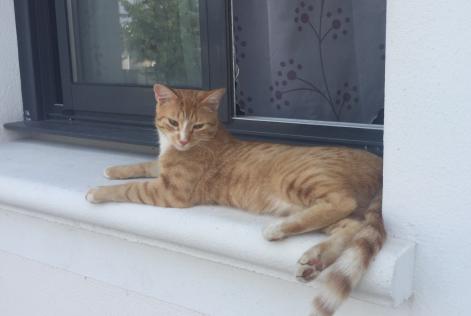 Disappearance alert Cat Male , 7 years Le Temple-de-Bretagne France