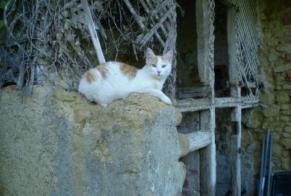 Disappearance alert Cat Male , 5 years Marciac France