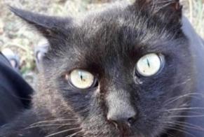 Disappearance alert Cat Male , 11 years La Devise France