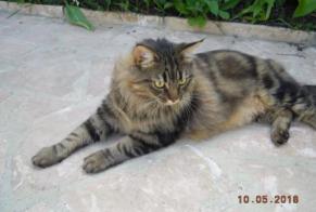 Disappearance alert Cat miscegenation  Female , 5 years Sacy-le-Grand France