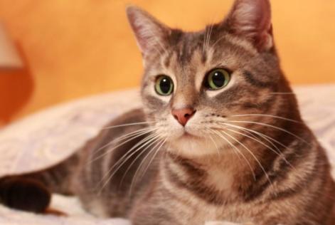Disappearance alert Cat miscegenation  Male , 7 years Noisy-sur-Oise France