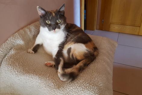 Disappearance alert Cat Female , 8 years Saulxures-lès-Nancy France