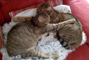 Disappearance alert Cat Male , 7 years Saint-Germain-le-Gaillard France