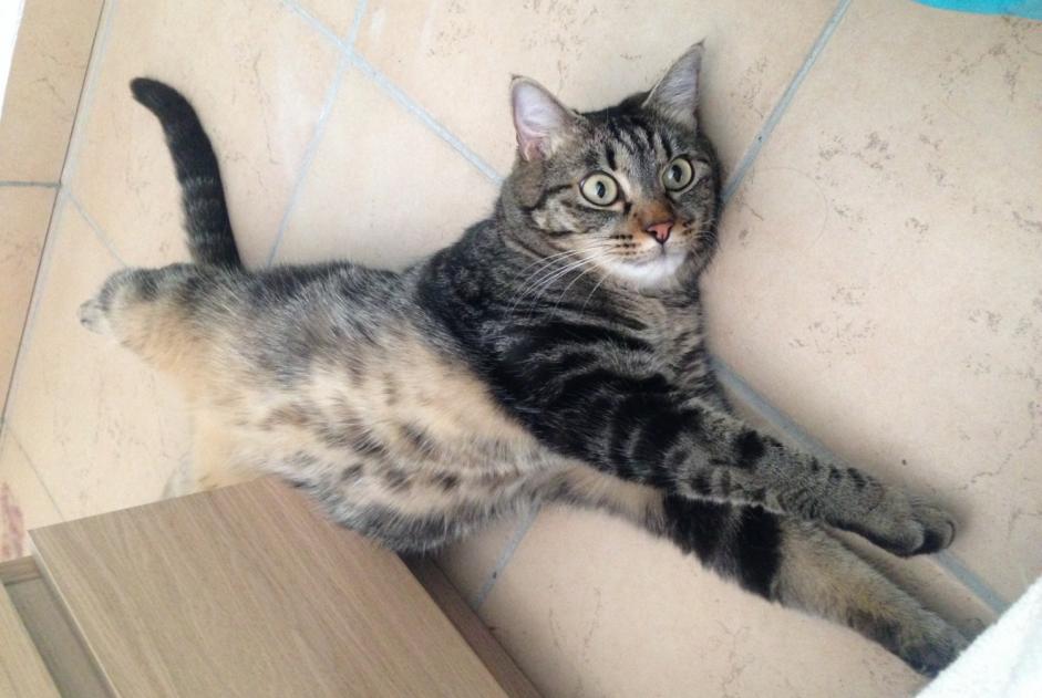 Disappearance alert Cat  Male , 8 years Lyon 2e Arrondissement France