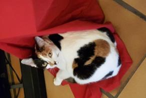 Disappearance alert Cat miscegenation  Female , 7 years Clairac France