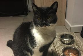 Discovery alert Cat Female La Ciotat France