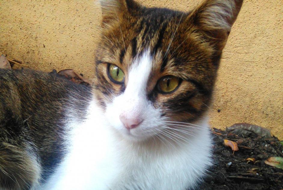 Disappearance alert Cat  Male , 7 years Monterblanc France