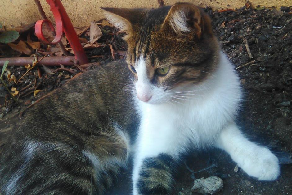 Disappearance alert Cat  Male , 7 years Monterblanc France
