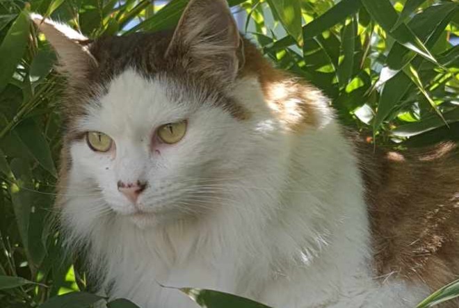 Disappearance alert Cat  Female , 10 years Tessancourt-sur-Aubette France