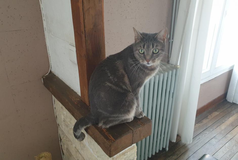 Disappearance alert Cat Female , 3 years Sartrouville France