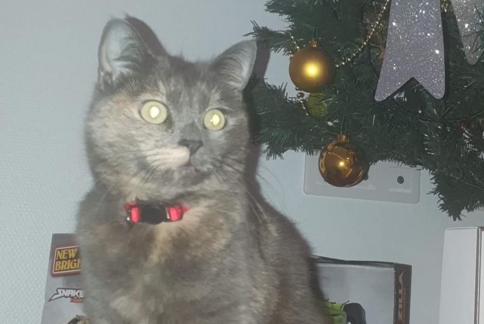 Disappearance alert Cat  Female , 7 years Villepinte France