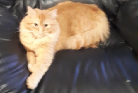 Disappearance alert Cat Male , 4 years Le Sourn France