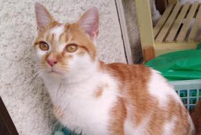 Discovery alert Cat Male , Between 7 and 9 months Le Plessis-Trévise France