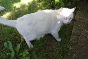 Discovery alert Cat Male Chilly-Mazarin France