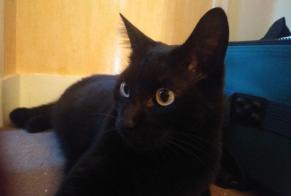 Disappearance alert Cat  Male , 4 years Durtal France