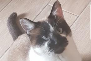 Disappearance alert Cat  Male , 3 years Cantenay-Épinard France