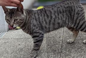Discovery alert Cat Male , 2 years Artigues-près-Bordeaux France