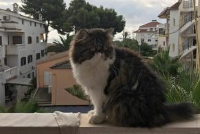 Disappearance alert Cat  Male , 5 years Caen France